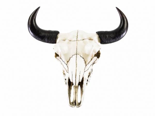 Stierkopf Deko als Büffel Bullenschädel